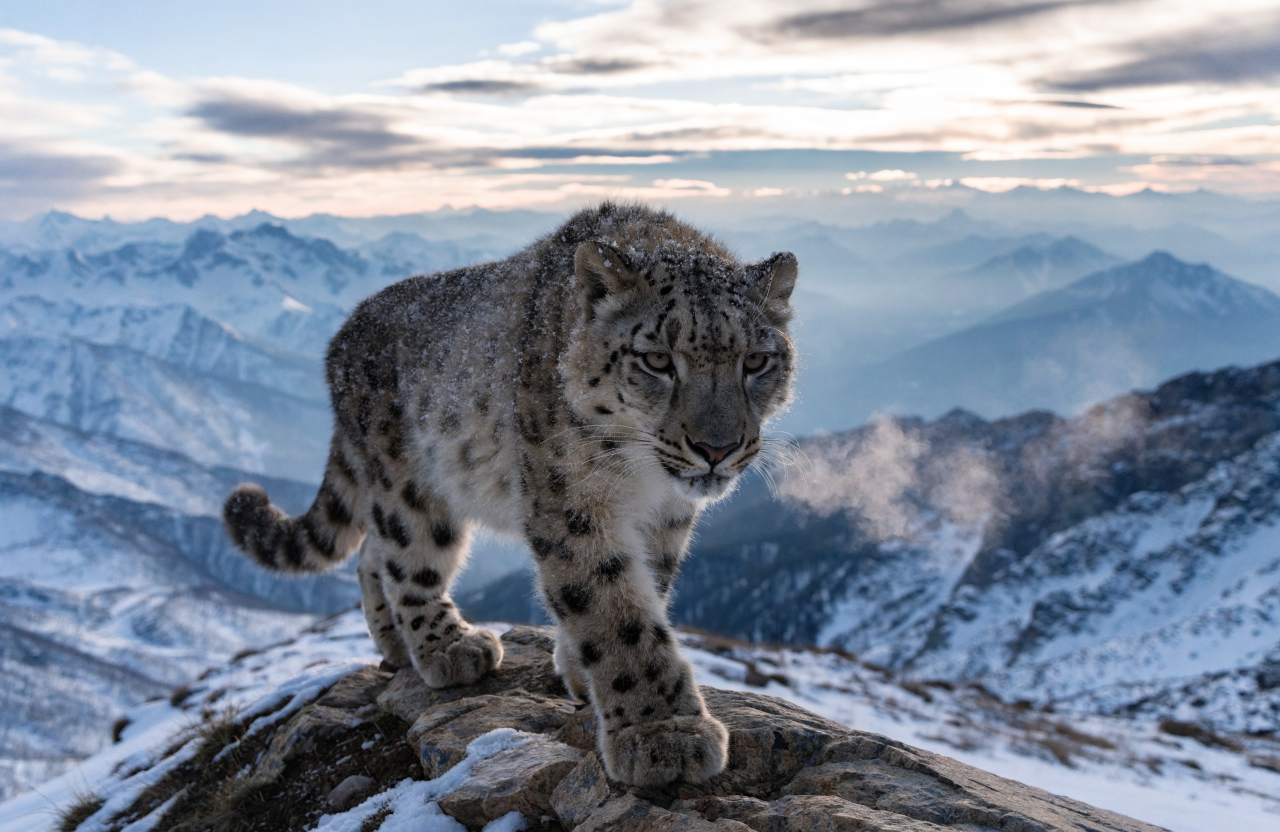Recraft V4 Pro Text-to-Image: Snow leopard on the ridge